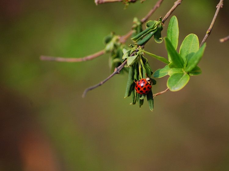 点击图片进入下一页